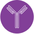 Autoantibody production