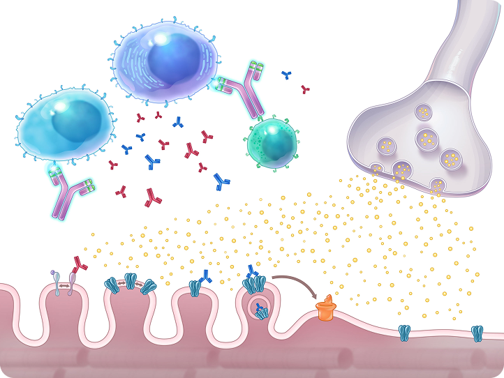 Mechanism of Disease diagram showing how UPLIZNA helps to deplete B cells