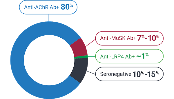 gMG subtypes and prevalence chart
