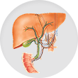 Biliary Tract and Liver
