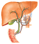 Biliary Tract and Liver