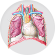Heart, pericardium, and aorta