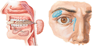 Salivary and Lacrimal Glands