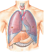 Lungs and Pleura