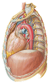 Mediastinum