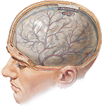 Meninges