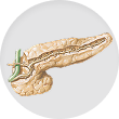 Pancreas