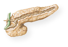 Pancreas