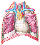 Biliary Tract and Liver
