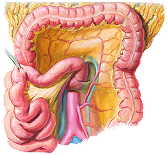 Biliary Tract and Liver