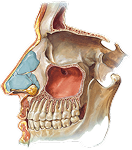 Skull, Sinuses, and Ears