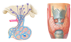 Thyroid and Pituitary Glands