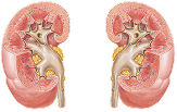 Kidneys