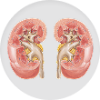Kidneys