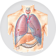 Lungs and pleura