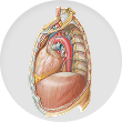 Mediastinum