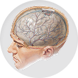 Meninges