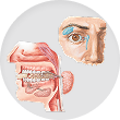 Salivary and lacrimal glands