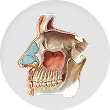 Skull, sinuses, and ears