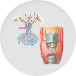 Thyroid and pituitary glands