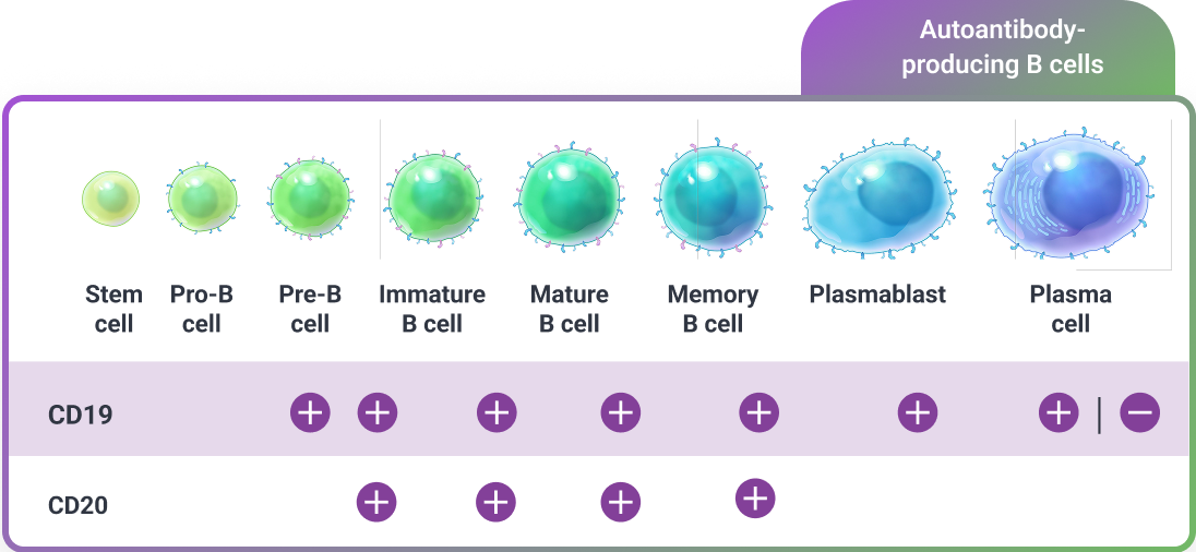 Chart showing how CD19 is expressed across B-cell lineage