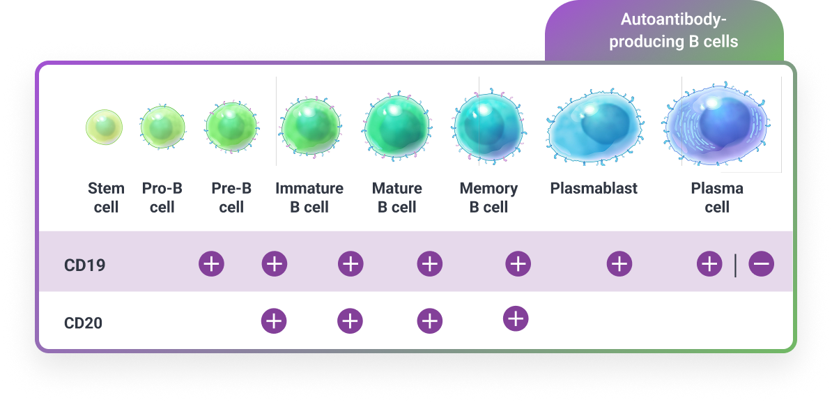 Chart displaying how CD19 is expressed across a range of maturing B cells, which contribute to pathogenic autoantibody production in gMG