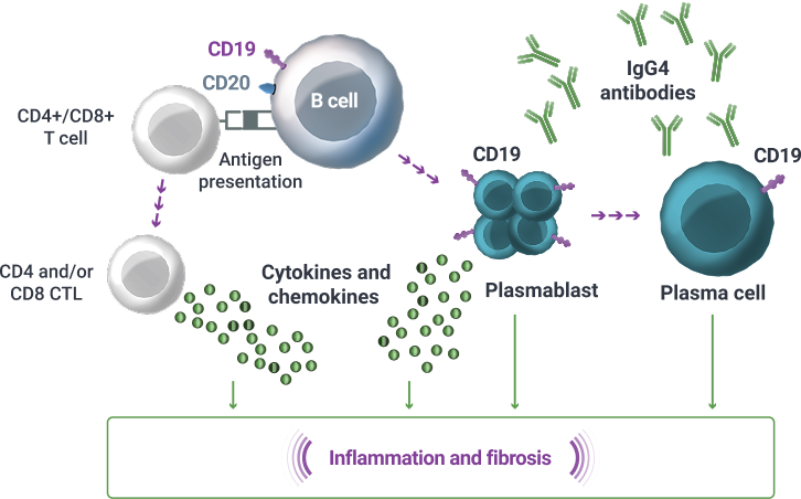 CD19+disease course graphic