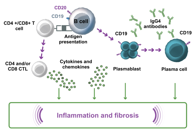 CD19+disease course graphic mob