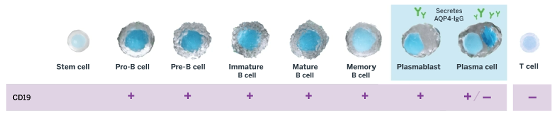 Graphic showing CD19 vs CD20 in B-cell lineage