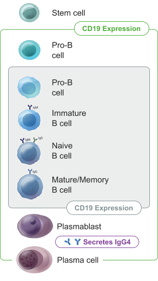 B-cell lineage chart