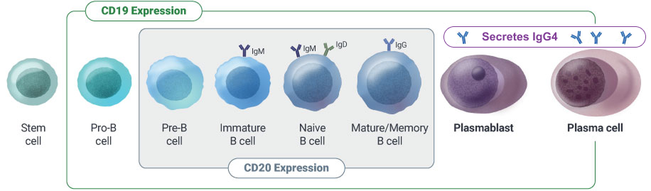 B-cell lineage chart
