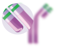 Humanized IgG1 monoclonal antibody graphic