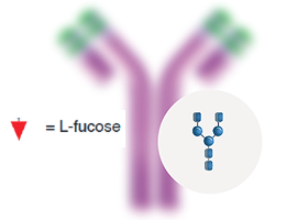 Glycoengineering graphic