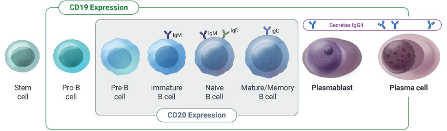 CD19 and CD20 expression chart