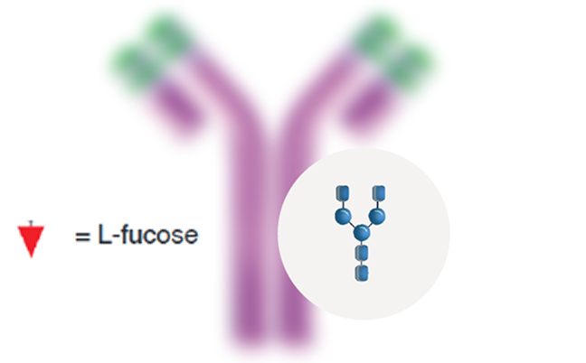 Glycoengineering graphic