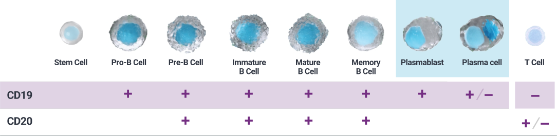 Graphic showing CD19 vs CD20 in B-cell lineage