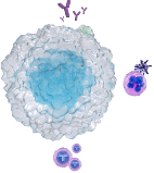 B cells in NMOSD pathophysiology illustration