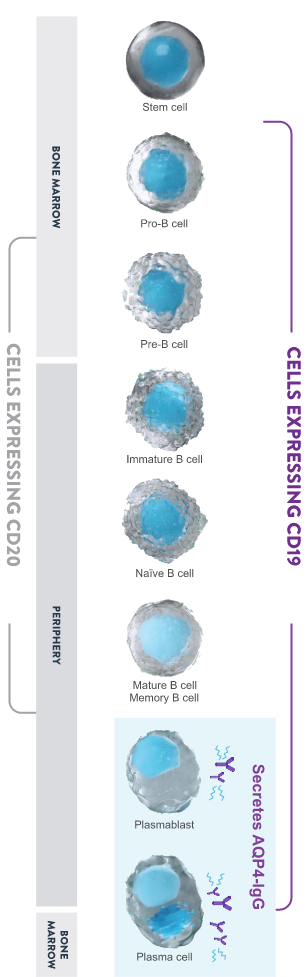 Chart showing CD19 marker in B Cell lineage
