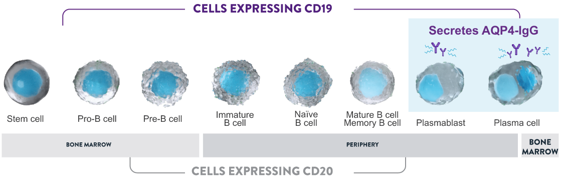 Chart showing CD19 marker in B Cell lineage
