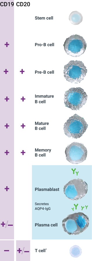 Chart showing CD-19 and CD-20 expressions