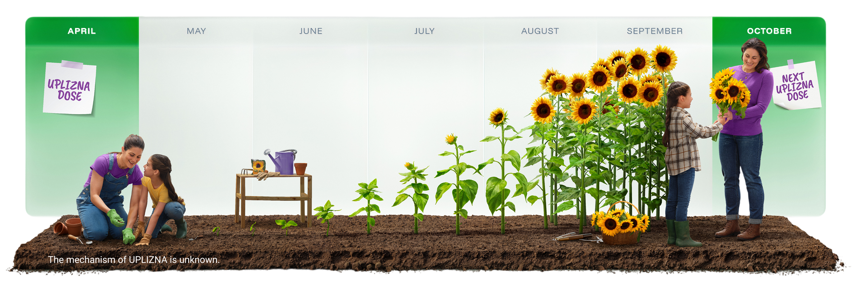 Mom and daughter planting sunflowers in a garden and seeing them bloom 6 months later